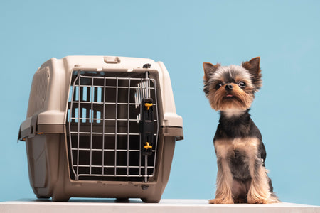 Pet Travel Accessories